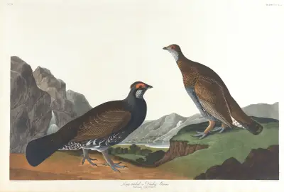 Long-tailed or dusky grous av John James Audubon