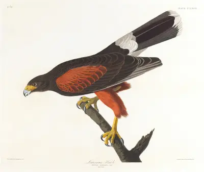 Louisiana hawk av John James Audubon