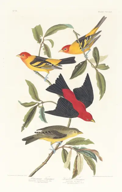 Louisiana tanager. Scarlet tanager av John James Audubon