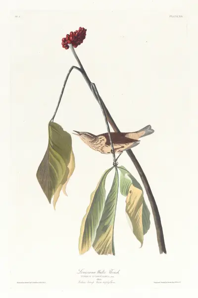 Louisiana water thrush av John James Audubon