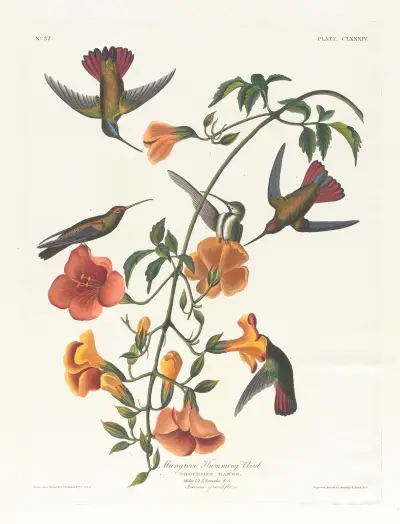 Mangrove humming bird av John James Audubon