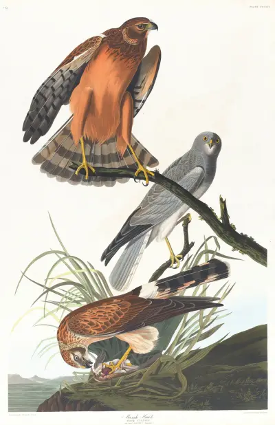 Błotniak stawowy, John James Audubon