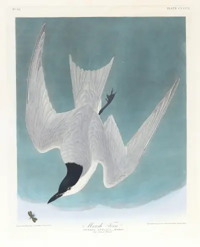 Marsh tern av John James Audubon
