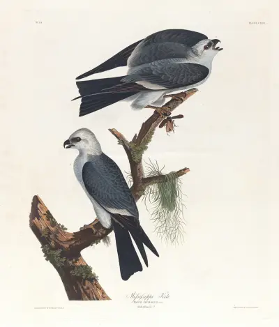 Mississippi kite av John James Audubon