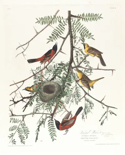 Orchard oriole av John James Audubon