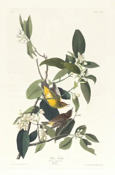 Palm warbler av John James Audubon