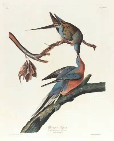 Passenger pigeon av John James Audubon