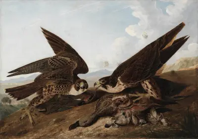 Peregrine Falcons (Duck Hawks) av John James Audubon