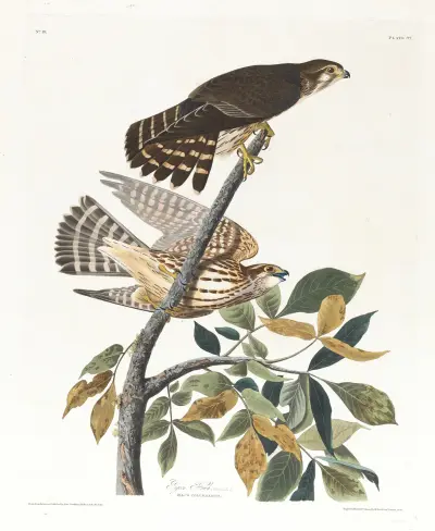 Jastrząb gołębiarz, John James Audubon