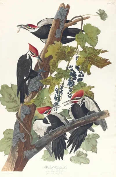 Pileated woodpecker, 1827 – nr 1 av John James Audubon