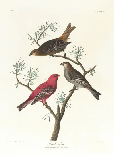 Fichtenkreuzschnabel von John James Audubon