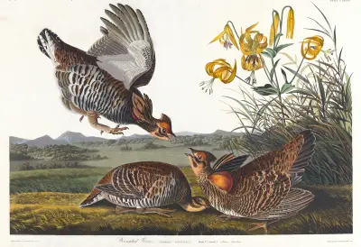 Pinnated grous av John James Audubon