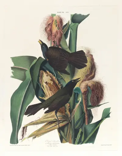 Purple grackle av John James Audubon