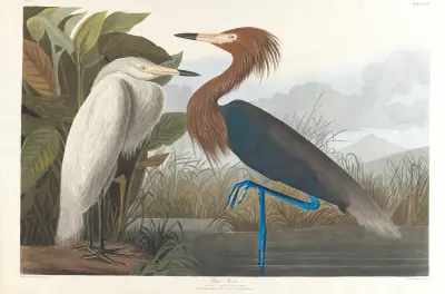 Purple heron av John James Audubon