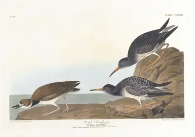 Purple sandpiper av John James Audubon