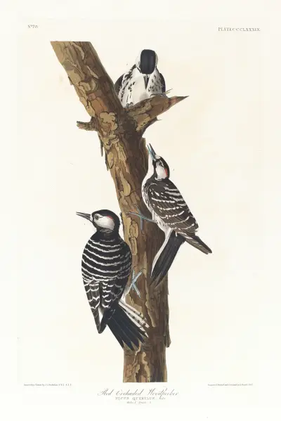 Dzięciołek czerwonogłowy, John James Audubon