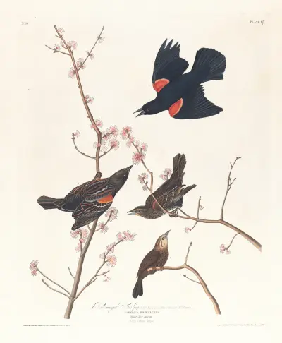 Red-winged starling av John James Audubon