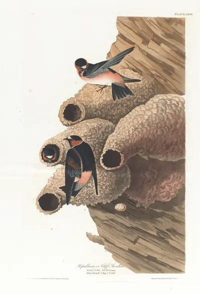 Republican or cliff swallow av John James Audubon
