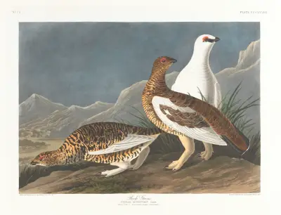 Tetřev, John James Audubon