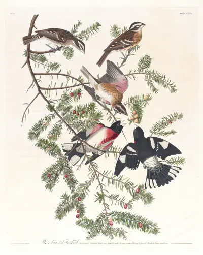 Rose-breasted grosbeak av John James Audubon