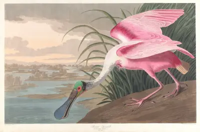 Roseate spoonbill av John James Audubon