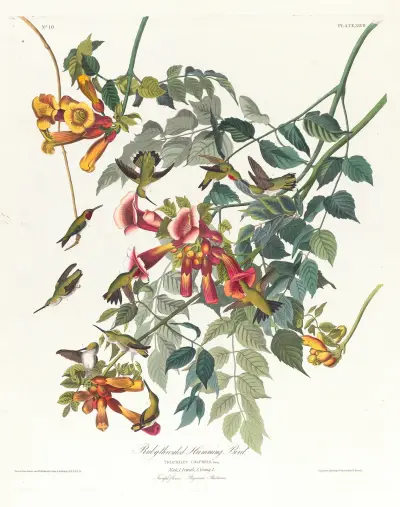 Ruby-throated humming bird av John James Audubon