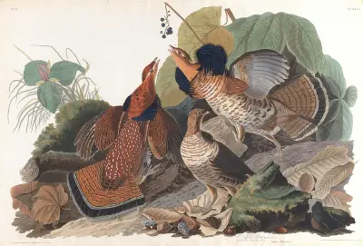 Ruffed grous av John James Audubon