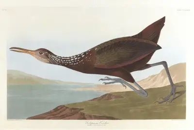 Scolpaceus courlan av John James Audubon