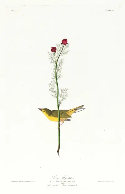 Selby’s flycatcher av John James Audubon