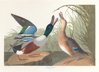 Shoveller duck av John James Audubon