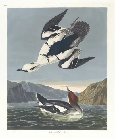 Smew or white nun av John James Audubon