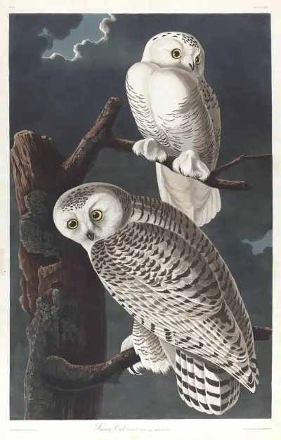 Snowy owl av John James Audubon