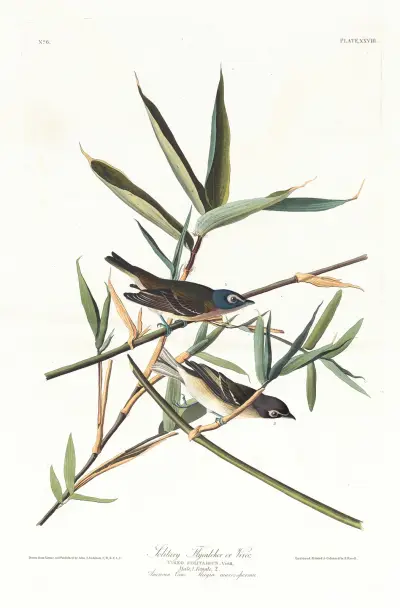 Solitary flycatcher or vireo av John James Audubon