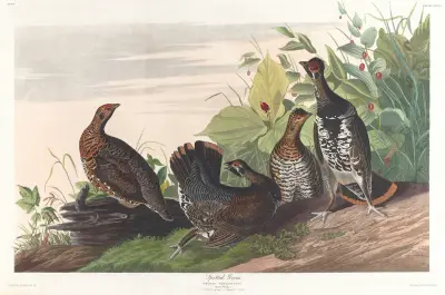 Spotted grous av John James Audubon