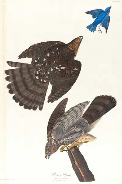 Stanley hawk av John James Audubon