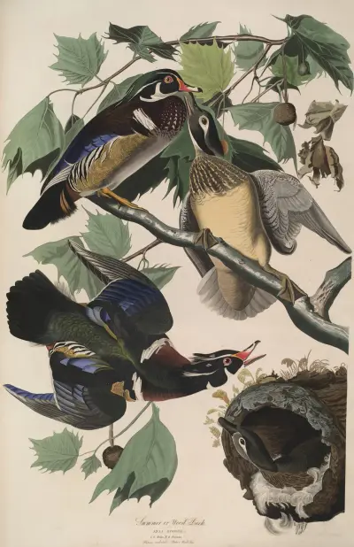 Léto aneb lesní kachna, 1827 – Nr. 2, John James Audubon
