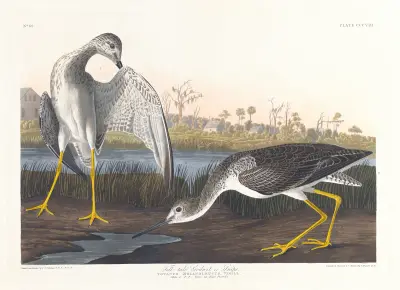 Břehouš nebo sluka, John James Audubon