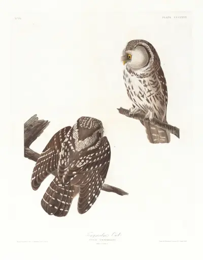 Tengmalms Uggla von John James Audubon