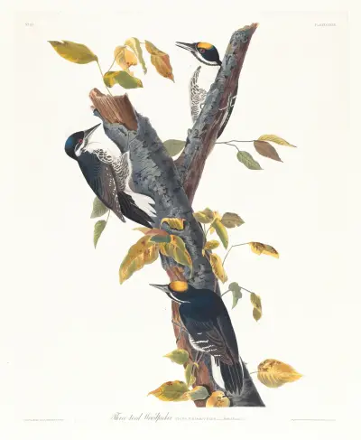 Three-toed woodpecker av John James Audubon