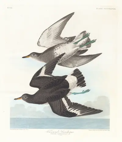 Townsend’s sandpiper av John James Audubon