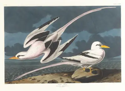 Tropic bird av John James Audubon