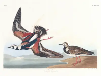 Turn-stone av John James Audubon