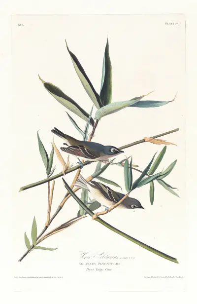 Vireo solitarius av John James Audubon