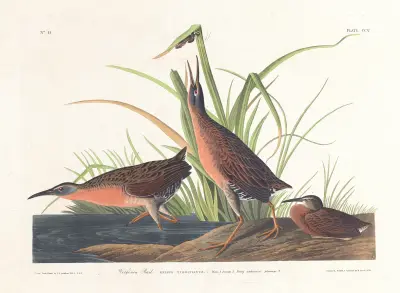 Virginiaralle von John James Audubon