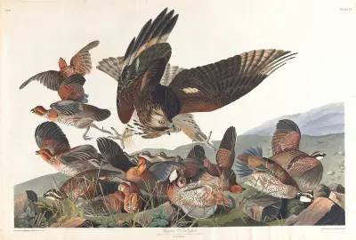 Virginian partridge av John James Audubon