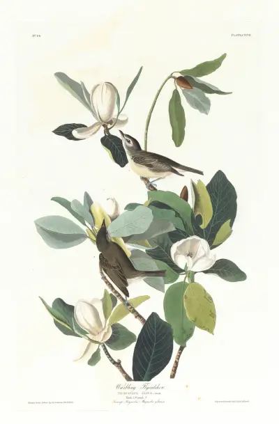 Warbling flycatcher av John James Audubon