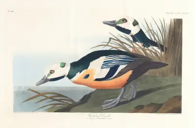 Western duck av John James Audubon
