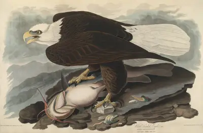 Orel bělohlavý, 1827 – Nr. 2, John James Audubon