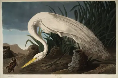Bílá volavka, 1827 – Nr. 2, John James Audubon
