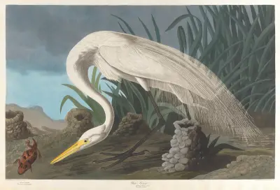 White heron, 1827 – nr 1 av John James Audubon